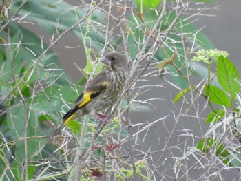 2022年7月18日(月) 綾瀬川の野鳥観察記録