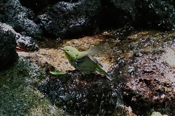 メジロ 西湖野鳥の森公園 2022年7月17日(日)