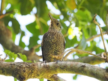 Blue Rock Thrush Miyako Island Wed, 7/13/2022