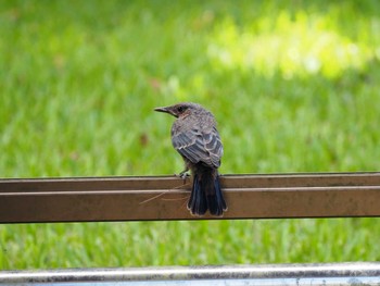 Blue Rock Thrush Miyako Island Wed, 7/13/2022