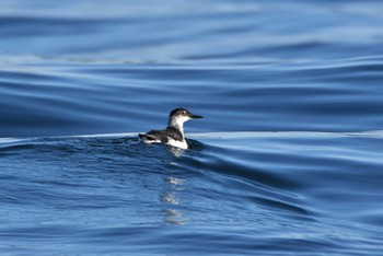 Pigeon Guillemot 落石ネイチャークルーズ Mon, 12/20/2021