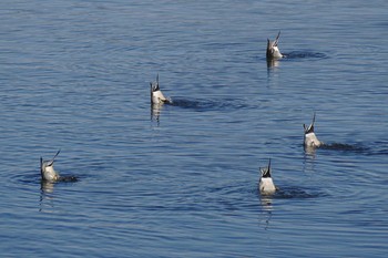 Northern Pintail 多摩川二ヶ領宿河原堰 Sat, 1/13/2018