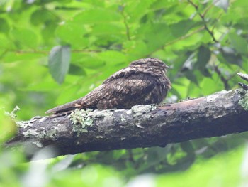 Grey Nightjar 秋保ビジターセンター Sat, 7/16/2022