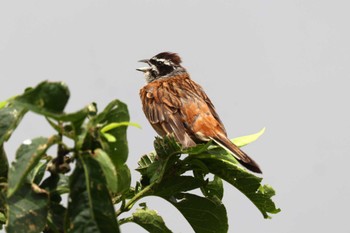 2022年7月17日(日) 伊吹山の野鳥観察記録