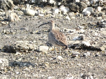 チュウシャクシギ 小網代の森 2022年5月4日(水)