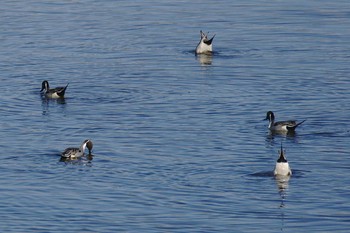 Northern Pintail 多摩川二ヶ領宿河原堰 Sat, 1/13/2018