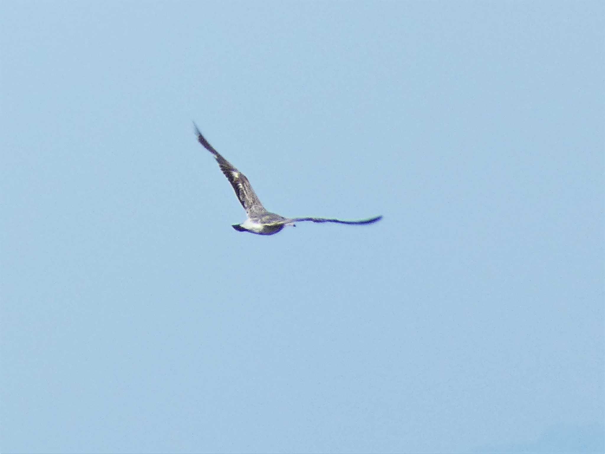 Photo of Black-tailed Gull at 城ヶ島 by koshi