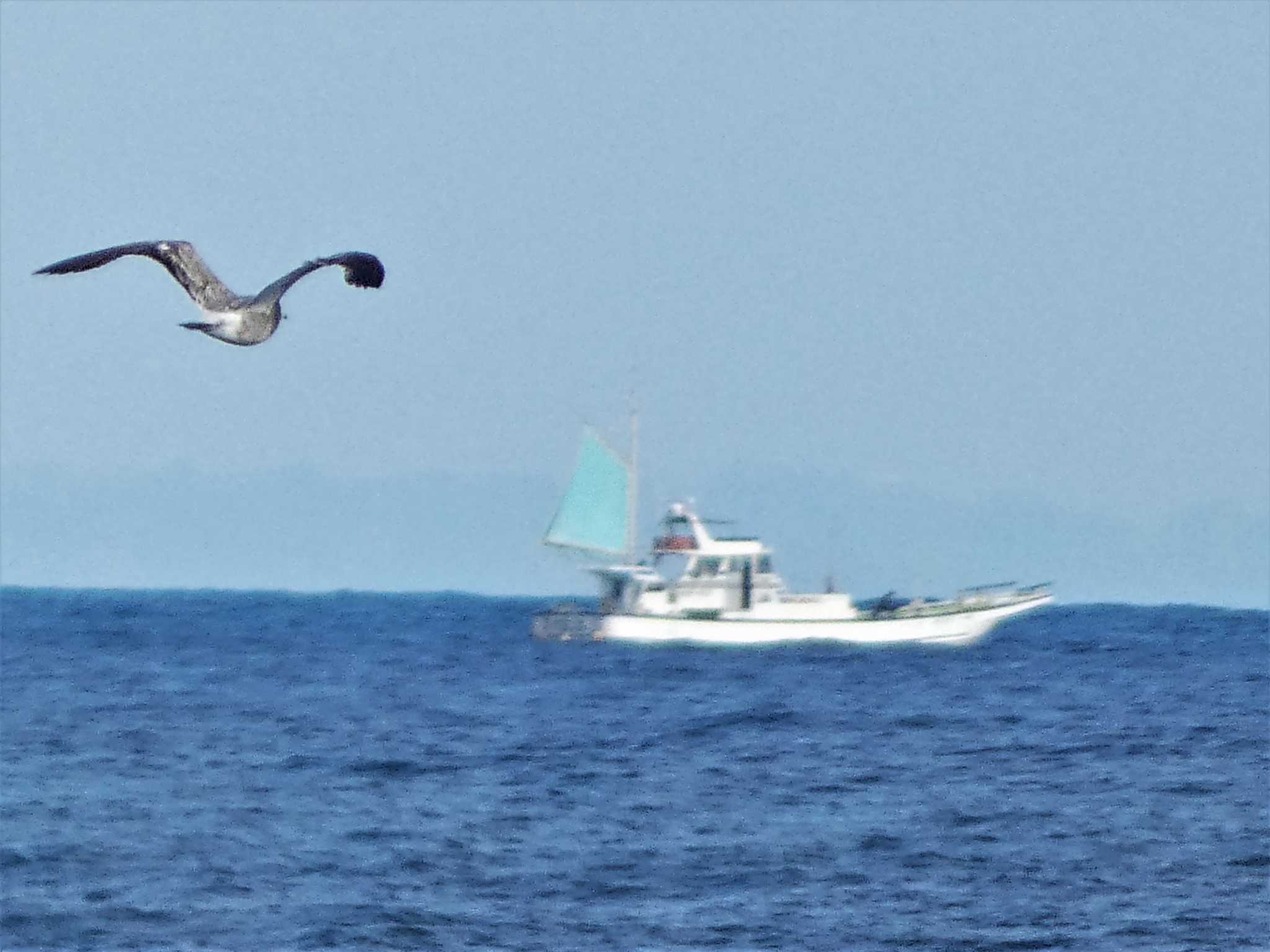 Photo of Black-tailed Gull at 城ヶ島 by koshi