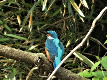 2022年5月7日(土) 菖蒲園の野鳥観察記録