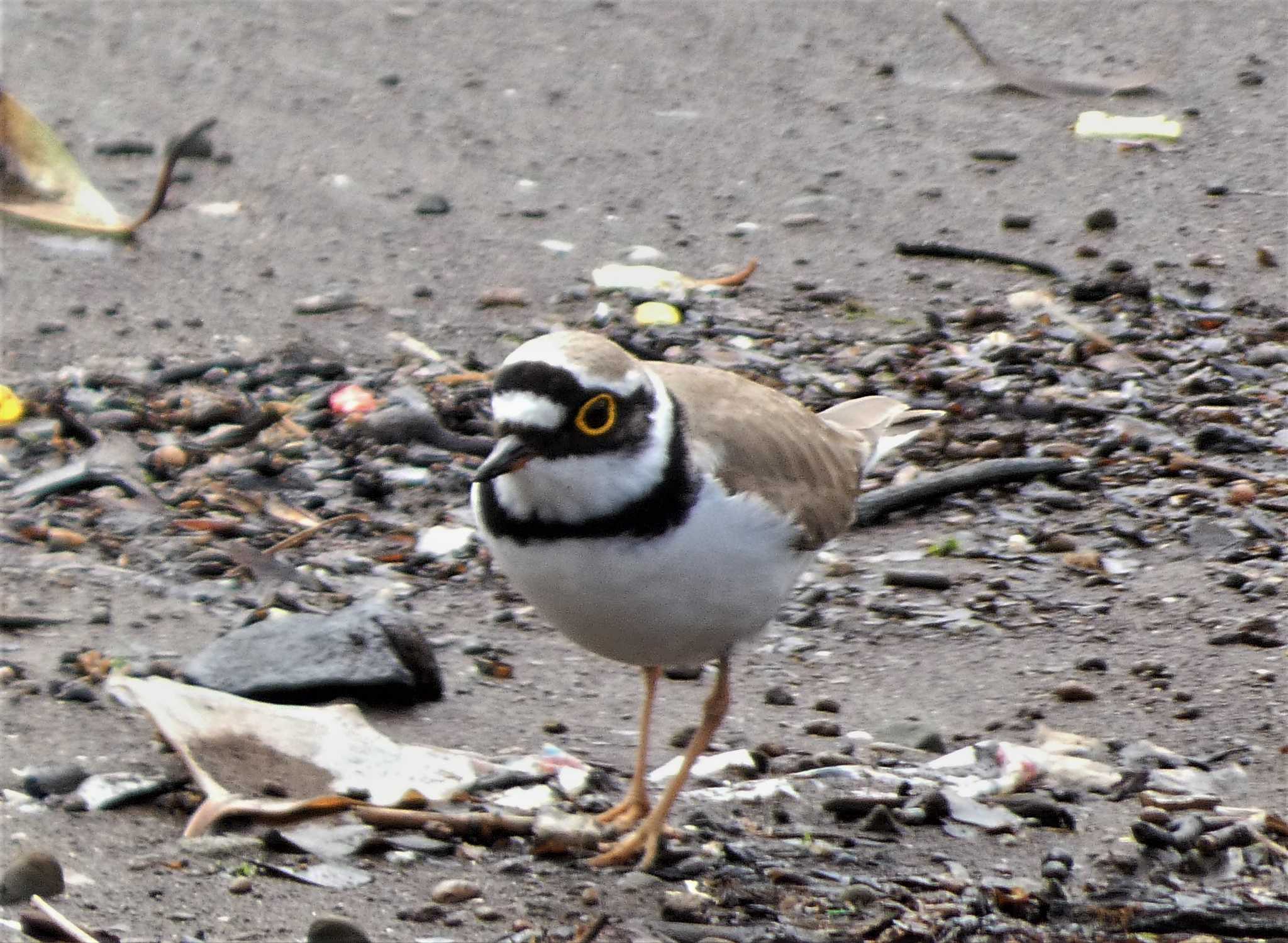 Photo of Little Ringed Plover at 城ヶ島 by koshi