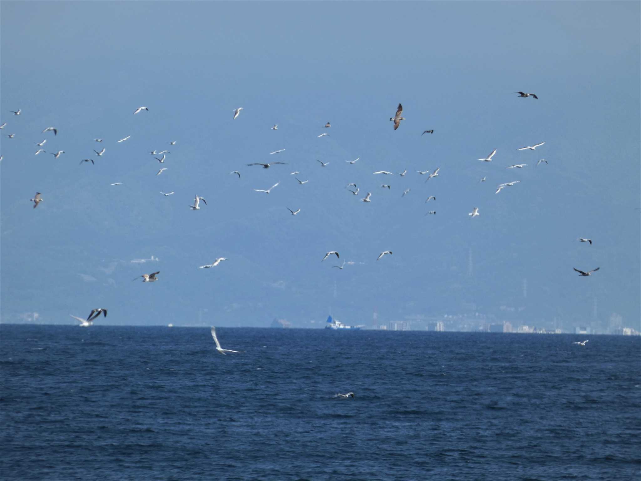 Photo of Black-tailed Gull at 城ヶ島 by koshi