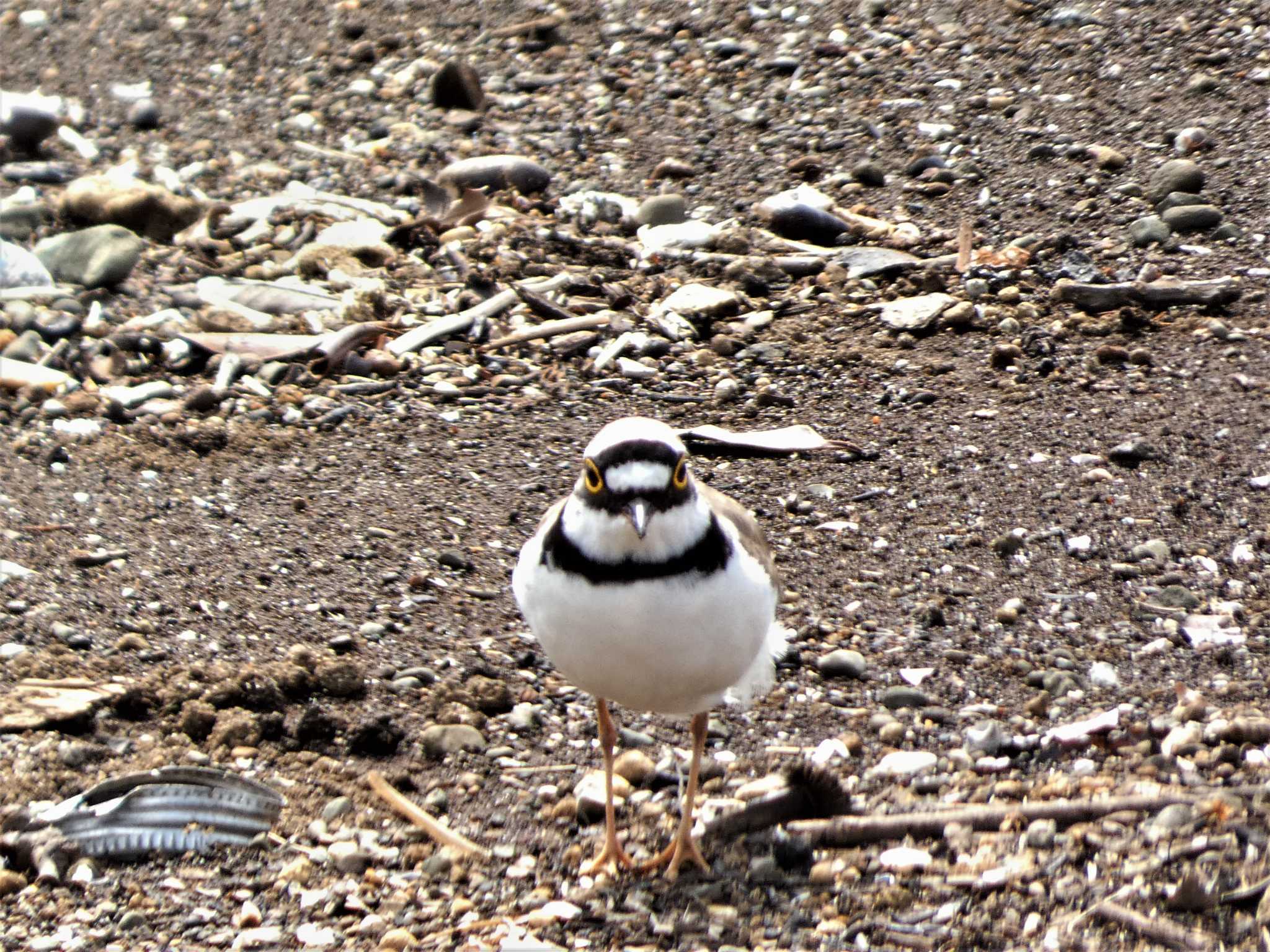 Photo of Little Ringed Plover at 城ヶ島 by koshi