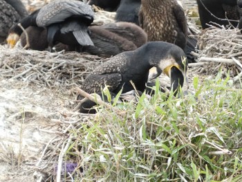 2022年5月8日(日) くつわ堰の野鳥観察記録