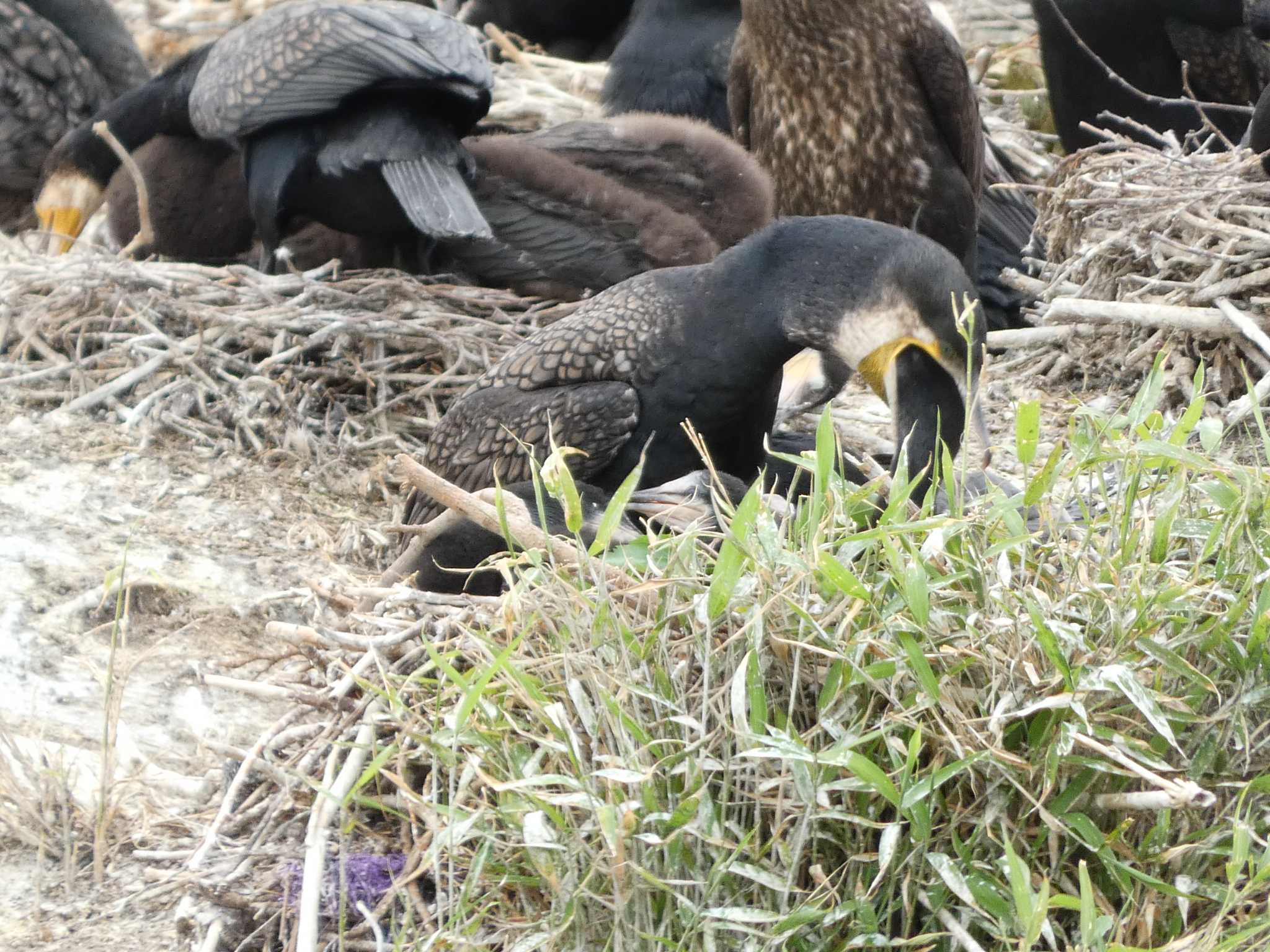 くつわ堰 カワウの写真 by koshi