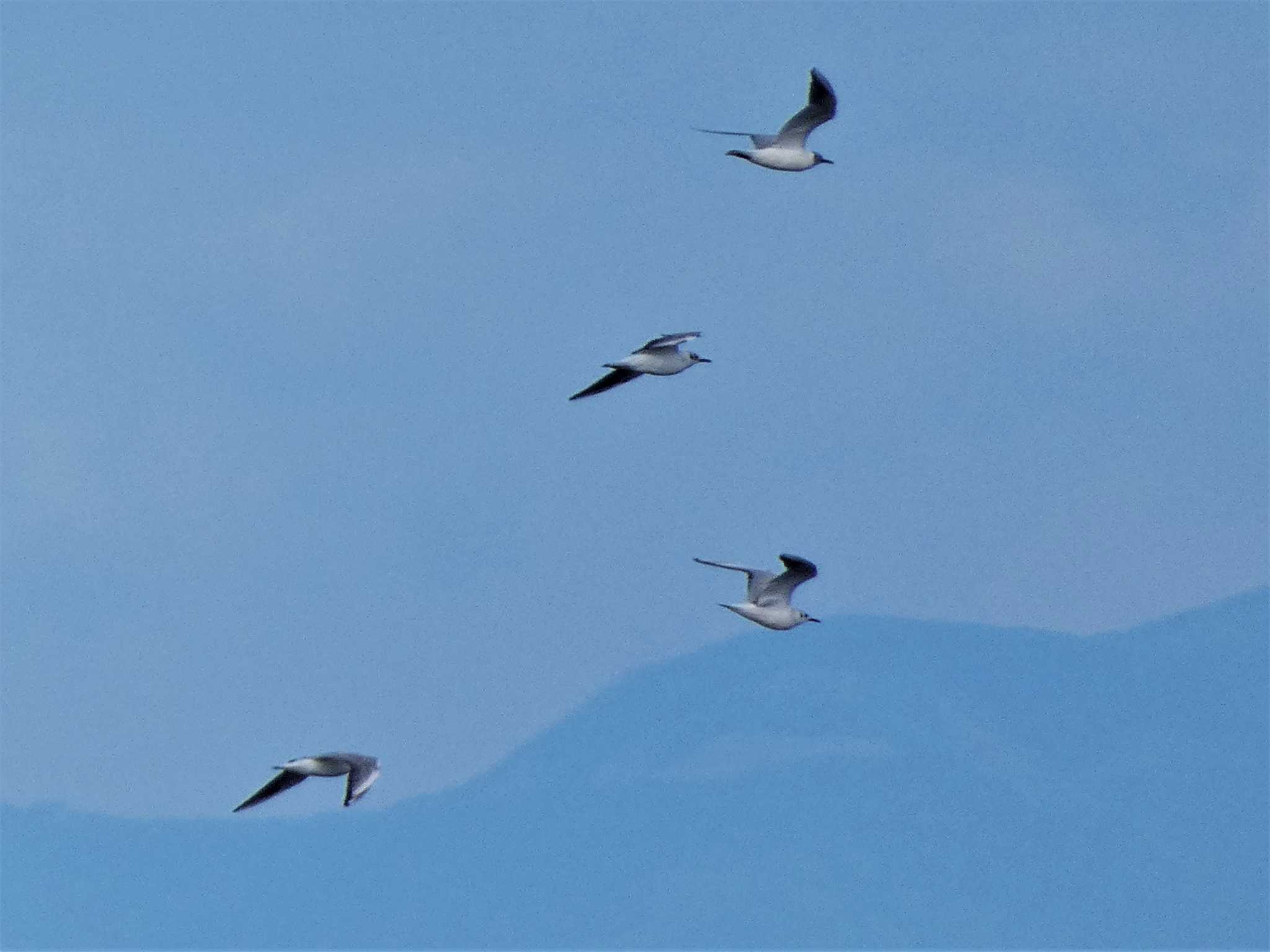 Photo of Black-headed Gull at 城ヶ島 by koshi