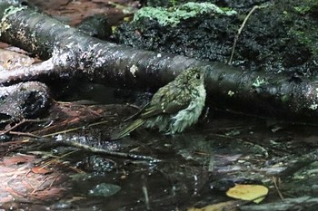 キビタキ 西湖野鳥の森公園 2022年7月17日(日)