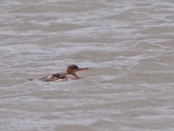 Red-breasted Merganser Kasai Rinkai Park Sun, 7/17/2022