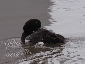 Greater Scaup Kasai Rinkai Park Sun, 7/17/2022