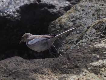 White Wagtail Kasai Rinkai Park Sun, 7/17/2022