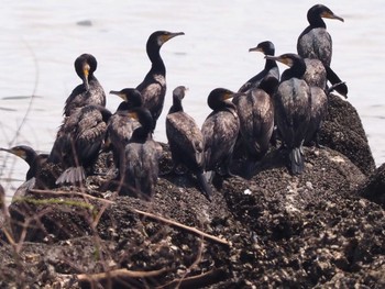 カワウ 葛西臨海公園 2022年7月17日(日)