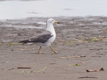 ウミネコ 葛西臨海公園 2022年7月17日(日)