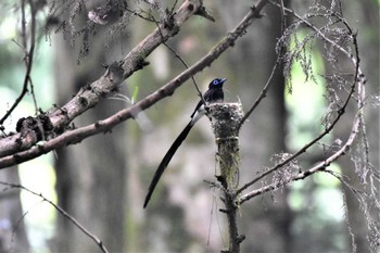 サンコウチョウ 八王子城跡 2022年7月19日(火)