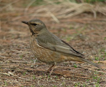 Naumann's Thrush Unknown Spots Thu, 2/16/2017