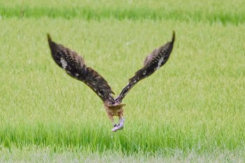 2022年7月18日(月) 北印旛沼の野鳥観察記録