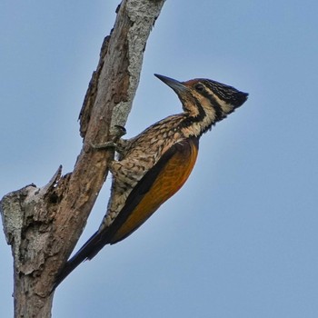2022年7月11日(月) Bang Phra Non-Hunting areaの野鳥観察記録