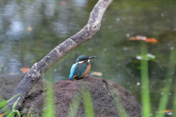 カワセミ 長浜公園 2022年7月20日(水)