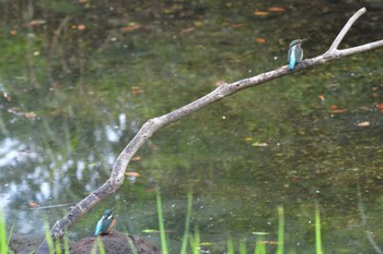 カワセミ 長浜公園 2022年7月20日(水)