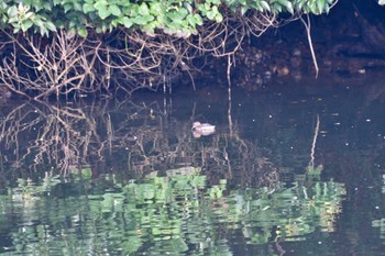 カイツブリ 長浜公園 2022年7月20日(水)