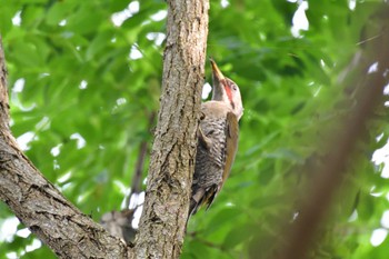 アオゲラ 長浜公園 2022年7月20日(水)