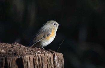 ルリビタキ 多磨霊園 2018年1月14日(日)