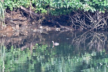 カイツブリ 長浜公園 2022年7月20日(水)