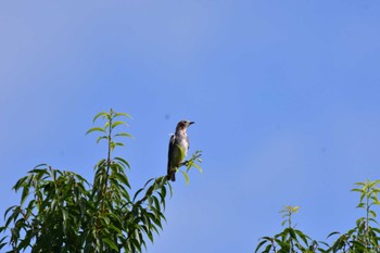 コムクドリ 長浜公園 2022年7月20日(水)