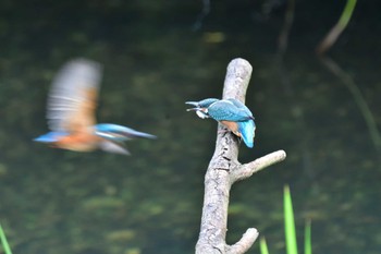 カワセミ 長浜公園 2022年7月20日(水)