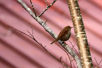 カヤクグリ 山梨県 撮影日未設定