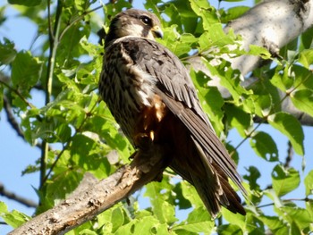 Eurasian Hobby Unknown Spots Unknown Date