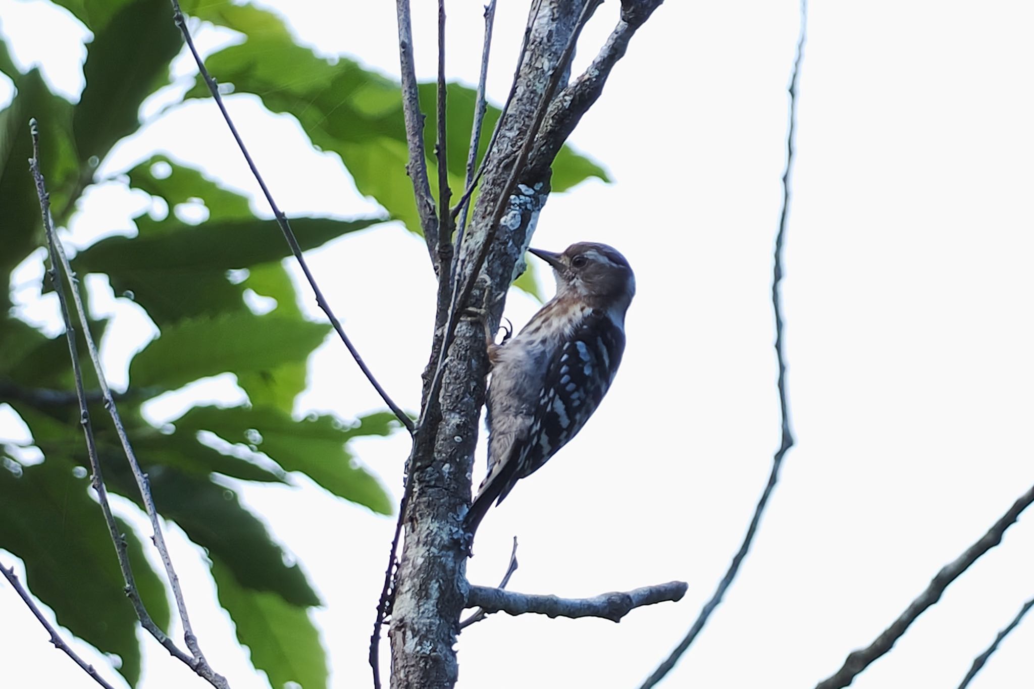 Photo of Japanese Pygmy Woodpecker at 箱根野鳥の森 by アポちん