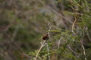 Japanese Accentor 長野県 Unknown Date