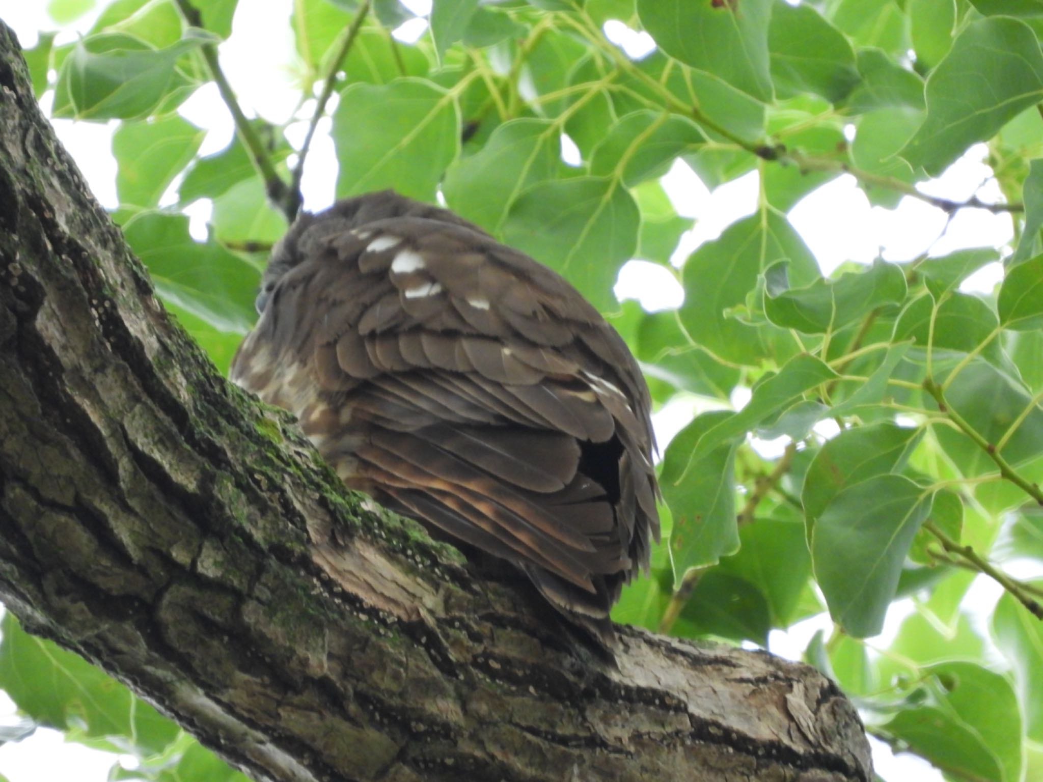 泉南市 岡中鎮守 アオバズクの写真 by 杏仁豆腐