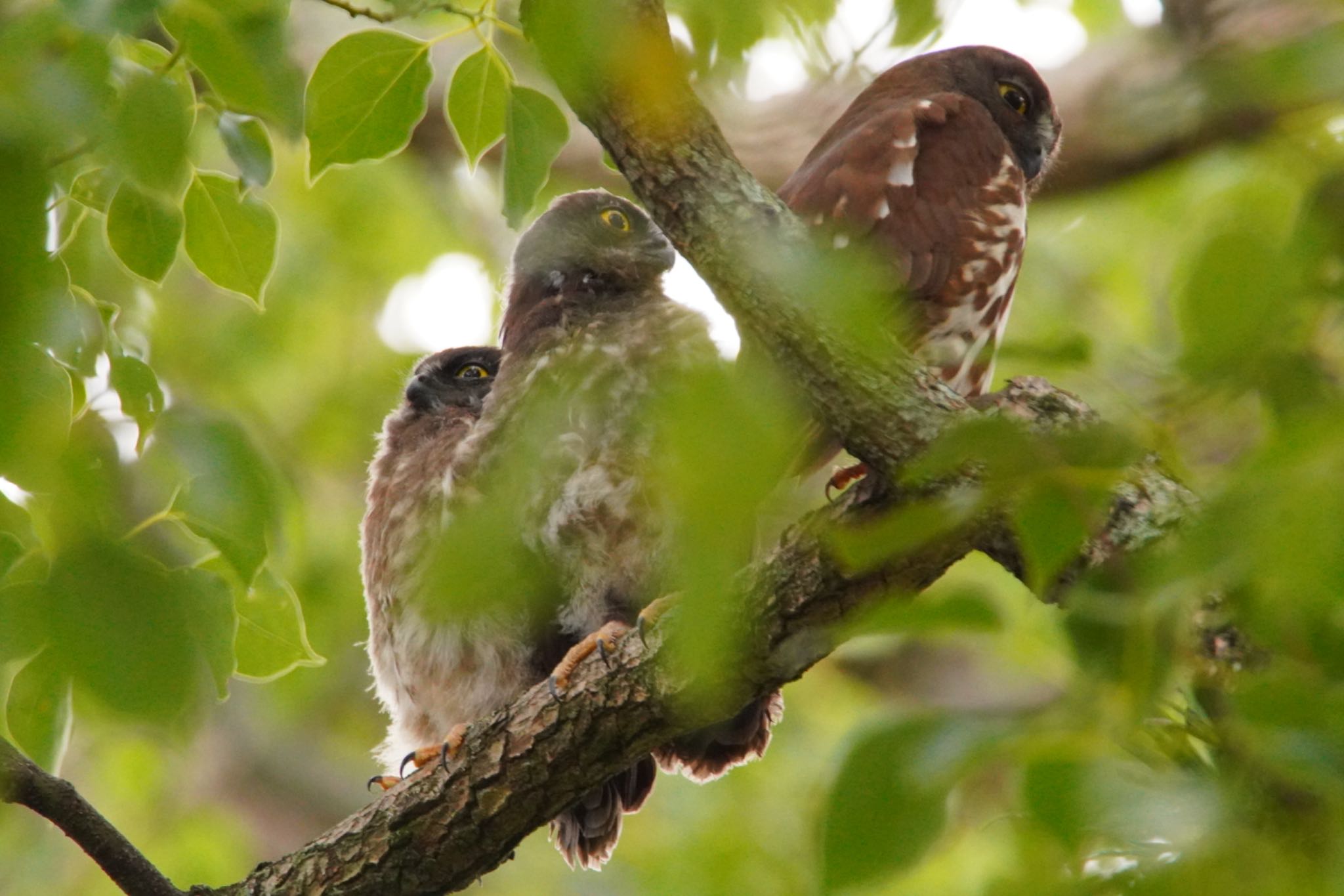 泉南市 岡中鎮守 アオバズクの写真 by 杏仁豆腐