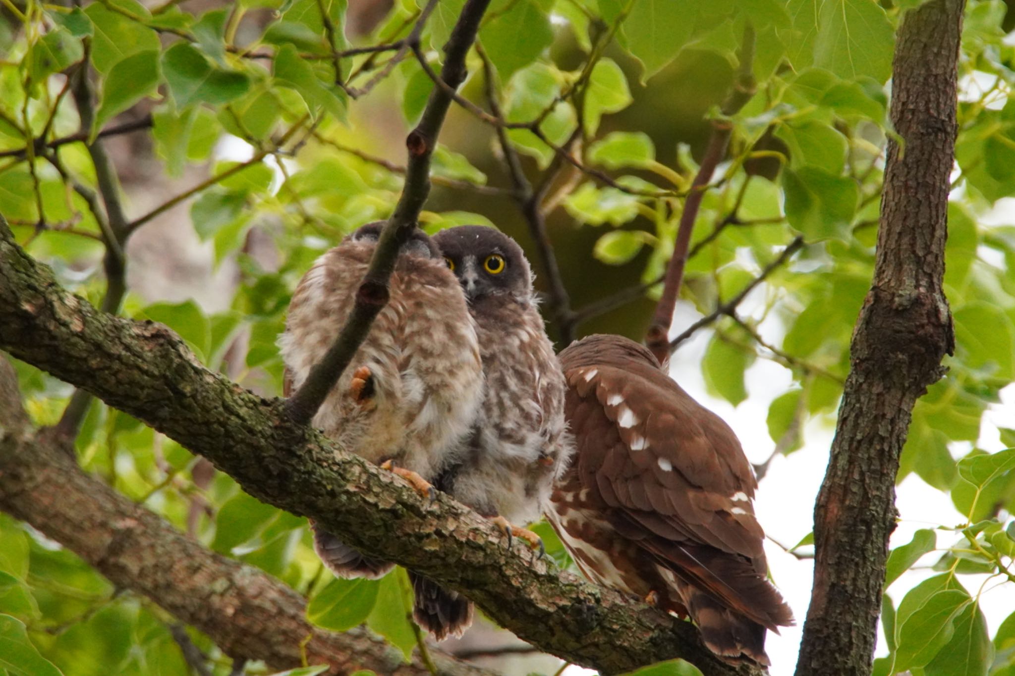 泉南市 岡中鎮守 アオバズクの写真 by 杏仁豆腐