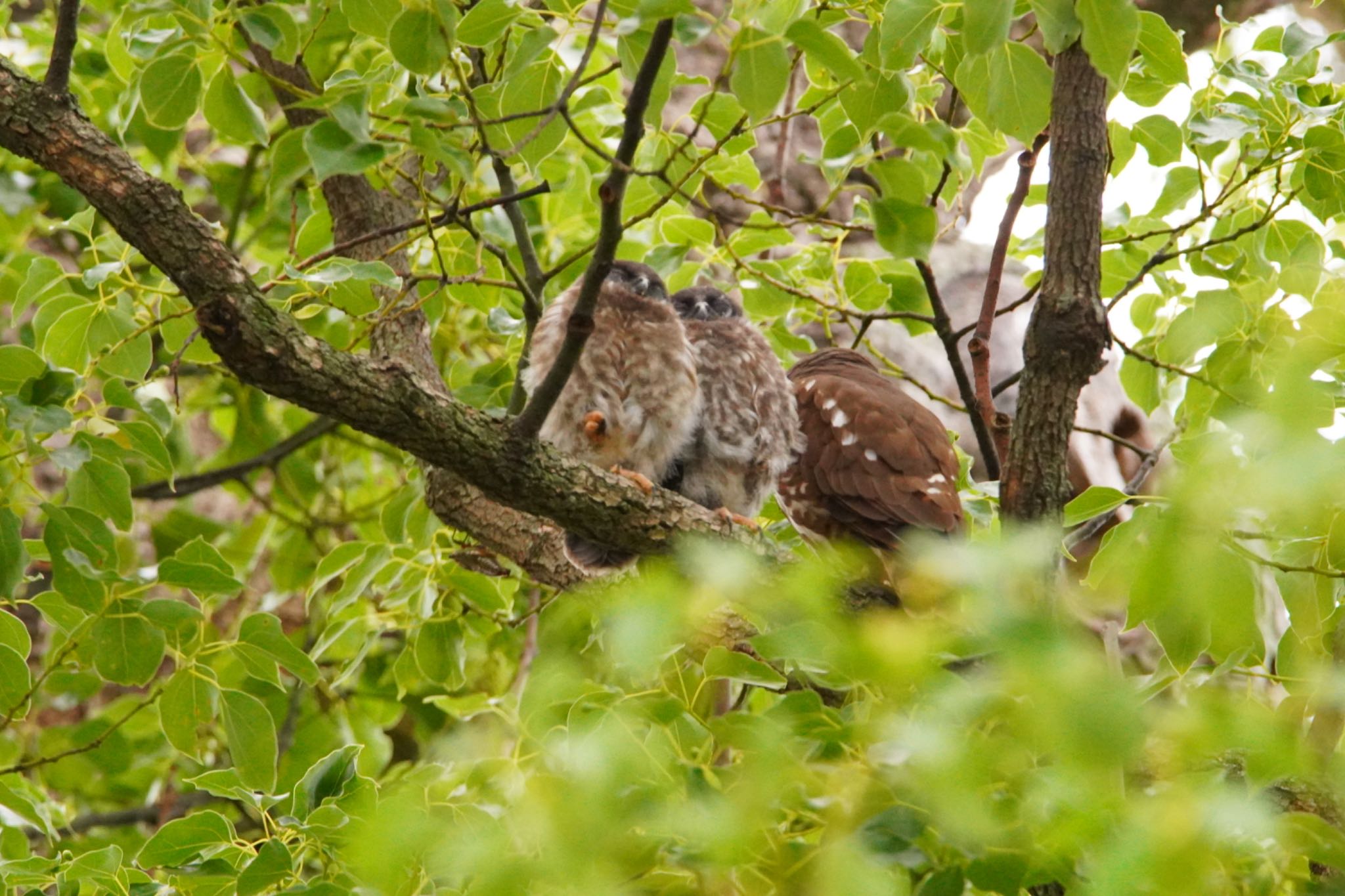 泉南市 岡中鎮守 アオバズクの写真 by 杏仁豆腐