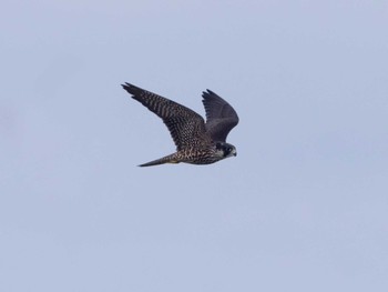 Peregrine Falcon Terugasaki Beach Wed, 7/20/2022