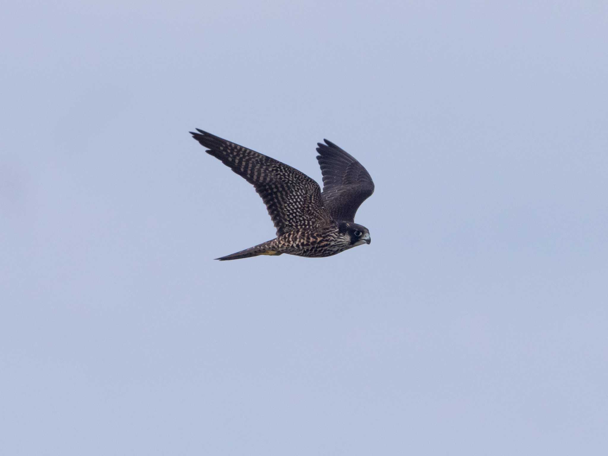 Peregrine Falcon