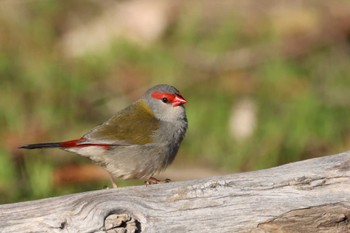 Red-browed Finch Unknown Spots Wed, 7/20/2022