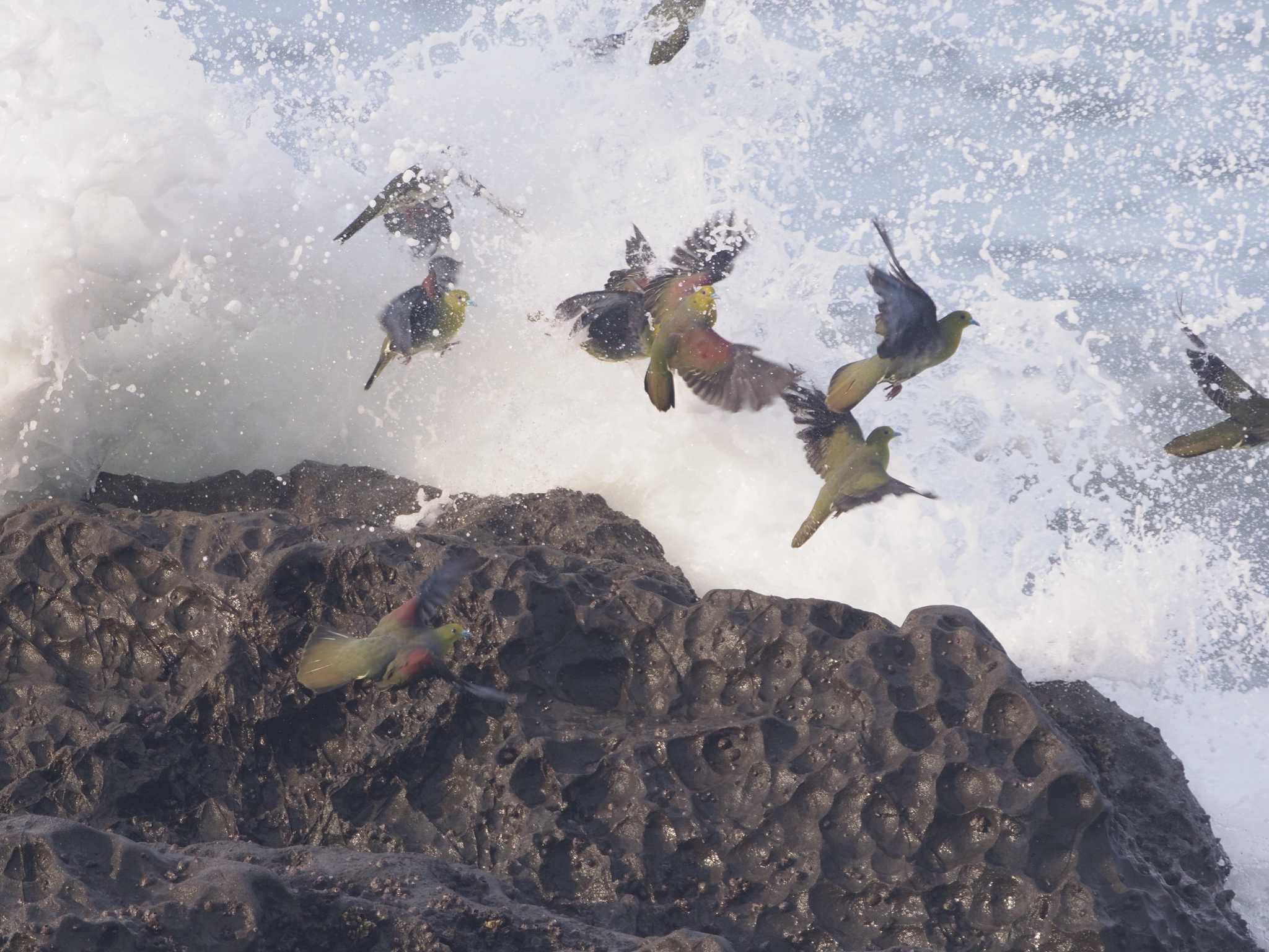 Photo of White-bellied Green Pigeon at Terugasaki Beach by ふなきち