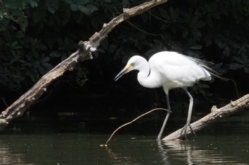 チュウサギ 柏ビレジ水辺公園 2022年7月20日(水)